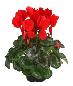 Alpenveilchen -Gartenbedarf Verkäufe 2024 8217481 WE FS 001 AlpenveilchenCyclameRot12DehnerExpressHerzig