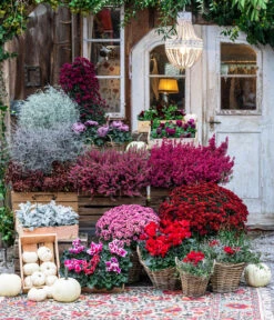 Liebeslocke - Juncis Effusus -Gartenbedarf Verkäufe 2024 8217481 WE MO 001 AlpenveilchenRot Herbststory