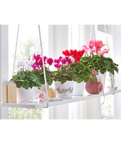 Alpenveilchen -Gartenbedarf Verkäufe 2024 8217663 8217481 8217770 8619488 WE MO 001 AlpenveilchenCyclamenStandardT12UveSauer