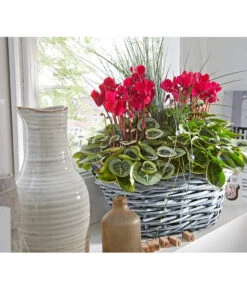 XXL Alpenveilchen -Gartenbedarf Verkäufe 2024 8217770 PR MO 001 CyclamenkorbUveSauer