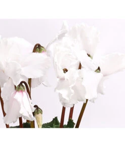 XXL Alpenveilchen -Gartenbedarf Verkäufe 2024 8217770 WE DE 001 AlpenveilchenCyclamenXXLPremiumT17DehnerExpressHerzig