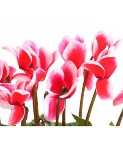 XXL Alpenveilchen -Gartenbedarf Verkäufe 2024 8217770 WE DE 002 AlpenveilchenCyclamenXXLPremiumT17DehnerExpressHerzig