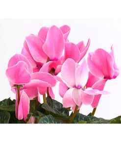 XXL Alpenveilchen -Gartenbedarf Verkäufe 2024 8217770 WE DE 003 AlpenveilchenCyclamenXXLPremiumT17DehnerExpressHerzig