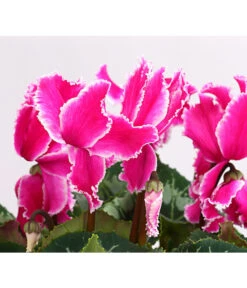 XXL Alpenveilchen -Gartenbedarf Verkäufe 2024 8217770 WE DE 004 AlpenveilchenCyclamenXXLPremiumT17DehnerExpressHerzig