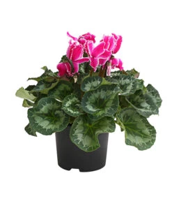 XXL Alpenveilchen -Gartenbedarf Verkäufe 2024 8217770 WE FS 004 AlpenveilchenCyclamenXXLPremiumT17DehnerExpressHerzig