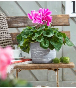 XXL Alpenveilchen -Gartenbedarf Verkäufe 2024 8217770 WE MO 001 AlpenveilchenCyclamenXXLT17OutdoorUveSauer