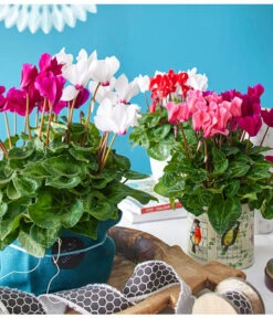 Alpenveilchen-Duo -Gartenbedarf Verkäufe 2024 8217804 8218539 8218562 WE MO 001 AlpenveilchenCyclamenTwinRotWeissT12UveSauer