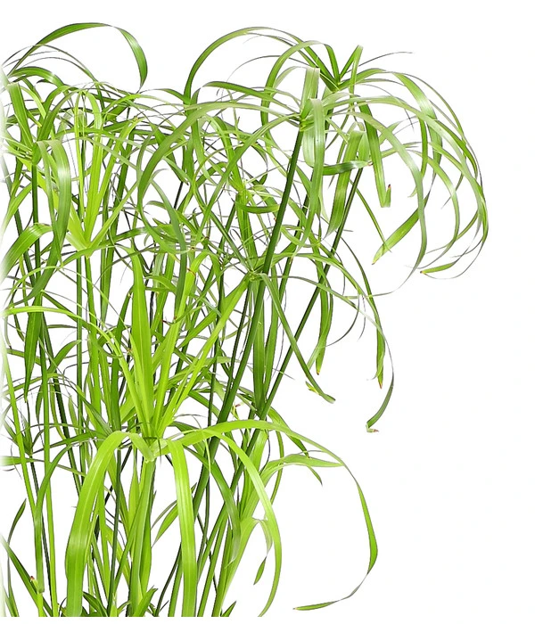 Zypergras - Cyperus Alternifolius 4 Zypergras - Cyperus Alternifolius – Bild 2