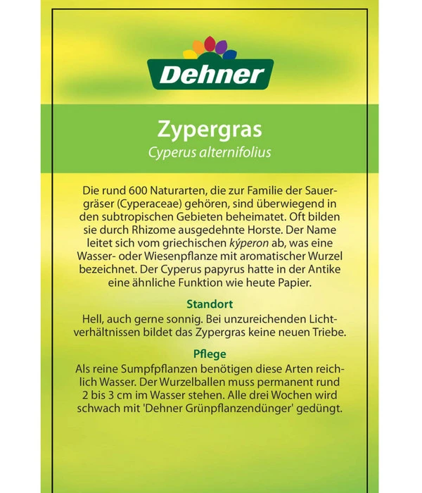 Zypergras - Cyperus Alternifolius 6 Zypergras - Cyperus Alternifolius – Bild 4