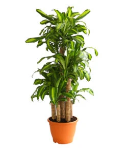Drachenbaum - Dracaena Fragrans 'Massangeana', Karussell