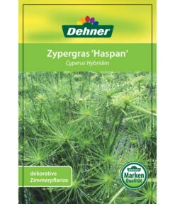 Zypergras - Cyperus Haspan -Gartenbedarf Verkäufe 2024 8218265 CyperusHybriden 12012017 2 1