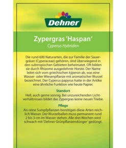Zypergras - Cyperus Haspan -Gartenbedarf Verkäufe 2024 8218265 CyperusHybriden 12012017 2 2