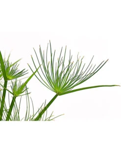 Zypergras - Cyperus Haspan -Gartenbedarf Verkäufe 2024 8218265 PR DE 001 CyperusHaspanT12DehnerExpressHerzig