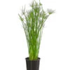 Zypergras - Cyperus Haspan -Gartenbedarf Verkäufe 2024 8218265 PR FS 001 CyperusHaspanT12DehnerExpressHerzig