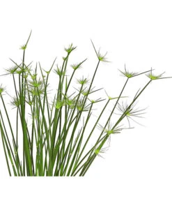 Zypergras - Cyperus Haspan -Gartenbedarf Verkäufe 2024 8218265 WE DE 001 ZyperngrasCyperusHaspanT12DehnerExpressHerzig