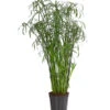 Zypergras - Cyperus Glaber 1 Zypergras - Cyperus Glaber -Gartenbedarf Verkäufe 2024 8218463 PR FS 001 CyperusGlaborT23DehnerExpressHerzig