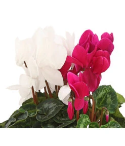 Alpenveilchen-Duo -Gartenbedarf Verkäufe 2024 8218539 PR DE 001 AlpenveilchenCyclamenTwinLilaWeissDehnerHerzig