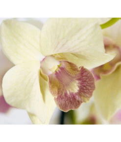 Traubenorchidee - Dendrobium -Gartenbedarf Verkäufe 2024 8219362 PR DE 001 DendrobiumT11DehnerExpressZS