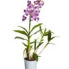Traubenorchidee - Dendrobium -Gartenbedarf Verkäufe 2024 8219362 PR FS 002 DendrobiumT11DehnerExpressZS