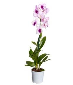 Traubenorchidee - Dendrobium -Gartenbedarf Verkäufe 2024 8219362 PR FS 003 DendrobiumT11DehnerExpressZS
