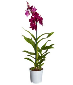 Traubenorchidee - Dendrobium -Gartenbedarf Verkäufe 2024 8219362 PR FS 004 DendrobiumT11DehnerExpressZS