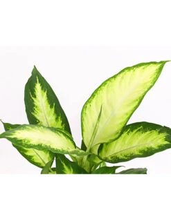 Dieffenbachie - Dieffenbachia Maculata 'Camilla' -Gartenbedarf Verkäufe 2024 8219735 PR DE 001 DieffenbachieDieffenbachiaCamillaT12DehnerExpressHerzig