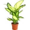 Dieffenbachie - Dieffenbachia Maculata 'Camilla' -Gartenbedarf Verkäufe 2024 8219735 PR FS 001 DieffenbachieDieffenbachiaCamillaT12DehnerExpressHerzig