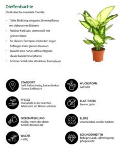 Dieffenbachie - Dieffenbachia Maculata 'Camilla' -Gartenbedarf Verkäufe 2024 8219735 WE IG 001 DieffenbachiaCamillaT12