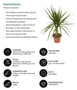 Zimmerpflanzen-Set Drachenhöhle, 4-teilig -Gartenbedarf Verkäufe 2024 8221137 WE IG 001 Drachenbaum