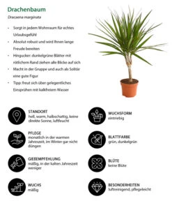 Zimmerpflanzen-Set Drachenhöhle, 4-teilig -Gartenbedarf Verkäufe 2024 8221335 WE IG 001 DrachenbaumDracaenaMarginataStammT11DehnerExpressHerzig