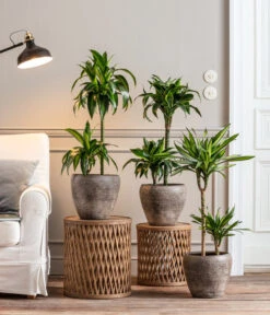 Drachenbaum - Dracaena Deremensis 'Dorado' -Gartenbedarf Verkäufe 2024 8221707 8511545 8222044 WE MO 001 DrachenbaumDorado