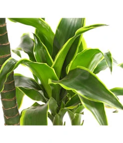 Drachenbaum - Dracaena Deremensis 'Dorado' -Gartenbedarf Verkäufe 2024 8221707 WE DE 001 DrachenbaumDracaenaDeremensis2erTuffT19OWDehnerExpressHerzig