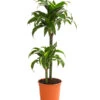 Drachenbaum - Dracaena Deremensis 'Dorado' -Gartenbedarf Verkäufe 2024 8221707 WE FS 001 DrachenbaumDracaenaDeremensis2erTuffT19OWDehnerExpressHerzig