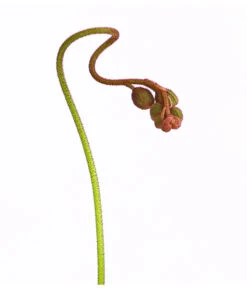 Sonnentau - Drosera Aliciae -Gartenbedarf Verkäufe 2024 8222960 WE DE 001 DroseraAliciaeT9DehnerExpressHerzig