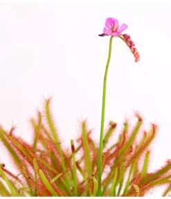 Kap-Sonnentau - Drosera Capensis 9 Kap-Sonnentau - Drosera Capensis -Gartenbedarf Verkäufe 2024 8223042 WE DE 002 DroseraCapensisT9DehnerExpressHerzig
