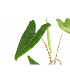 Pfeilblatt - Alocasia Zebrina -Gartenbedarf Verkäufe 2024 8223521 PR DE 001 AlocasiaZebrinaT15DehnerExpressHerzig