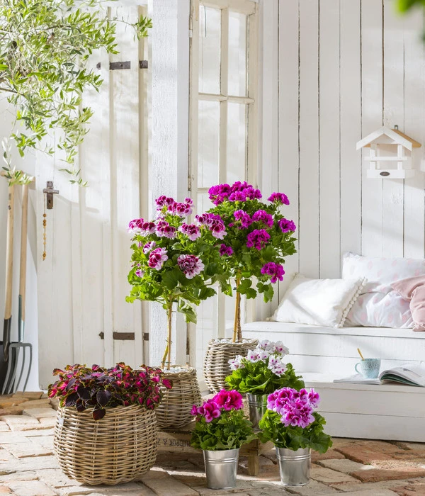 Edelgeranie, Stämmchen 8 Edelgeranie, Stämmchen – Bild 6