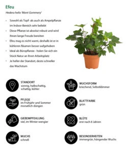 Efeu - Hedera Helix 'Mont Gommery' -Gartenbedarf Verkäufe 2024 8224404 WE IG 001 EfeuHederaHelixMontGommeryT13DehnerExpressHerzig