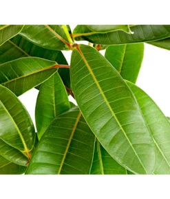 Westindische Lorbeer-Feige - Ficus Americana Subsp.guianensis 'Tresor' -Gartenbedarf Verkäufe 2024 8227167 PR DE 001 FicusTresorT17DehnerExpressHerzig