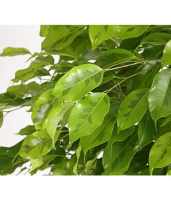 Birkenfeige - Ficus Benjamina 'Reginald' -Gartenbedarf Verkäufe 2024 8227563 WE DE 001 FicusBenjaminaReginaldT27DehnerExpressHerzig