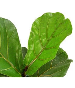 Geigenfeige - Ficus Lyrata 9 Geigenfeige - Ficus Lyrata -Gartenbedarf Verkäufe 2024 8227571 PR DE 001 FicusLyrataGeigenfeigeT17DehnerExpressHerzig