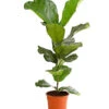 Geigenfeige - Ficus Lyrata 1 Geigenfeige - Ficus Lyrata -Gartenbedarf Verkäufe 2024 8227571 PR FS 001 FicusLyrataGeigenfeigeT17DehnerExpressHerzig