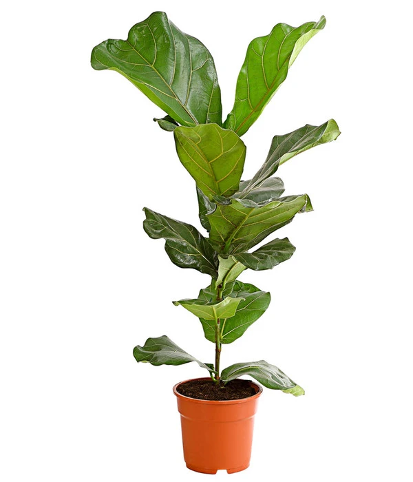 Geigenfeige - Ficus Lyrata 3 Geigenfeige - Ficus Lyrata