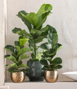 Geigenfeige - Ficus Lyrata 7 Geigenfeige - Ficus Lyrata -Gartenbedarf Verkäufe 2024 8227571 WE MO 001 FicusLyrataT17