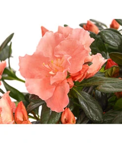 Zimmerazalee - Rhododendron Simsii 'Toshi London' -Gartenbedarf Verkäufe 2024 8230708 WE DE 001 AzaleeAzaleaToshiLondonT14