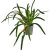 Orchidee - Maxillaria Variabilis -Gartenbedarf Verkäufe 2024 8231250 WE FS 001 MaxillariaVariabilisT9 Orchidee