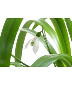 Schneeglöckchen 5 Schneeglöckchen -Gartenbedarf Verkäufe 2024 8231789 WE DE 001 GalanthusWoronowiiT9