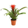 Guzmanie - Guzmania 'Hope' -Gartenbedarf Verkäufe 2024 8232076 WE FS 001 GuzmanieGuzmaniaHopeRotT12DehnerExpressHerzig