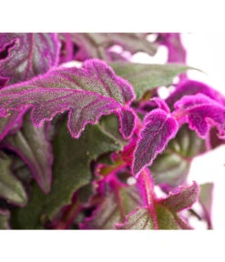 Samtpflanze - Gynura Aurantiaca -Gartenbedarf Verkäufe 2024 8232928 PR DE 001 GynuraAurantiacaSamtpflanzeT12DehnerExpressHerzig