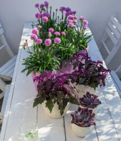 Samtpflanze - Gynura Aurantiaca -Gartenbedarf Verkäufe 2024 8232928 WE MO 001 SamtpflanzeGrasnelkeDreameria